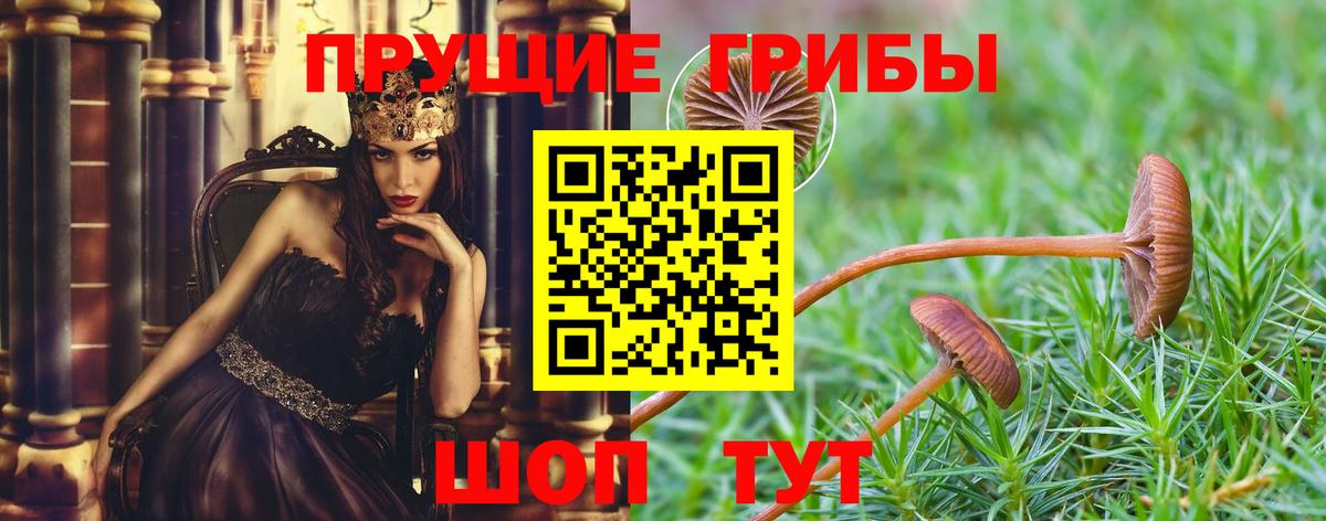 Псилоцибиновые грибы Psilocybe  Вход с VPN  Псилоцибиновые грибы Psilocybe  Димитровград 